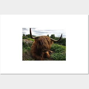 Scottish Highland Cattle Cow 2410 Posters and Art